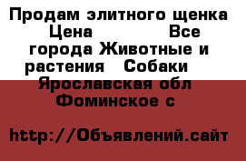 Продам элитного щенка › Цена ­ 30 000 - Все города Животные и растения » Собаки   . Ярославская обл.,Фоминское с.